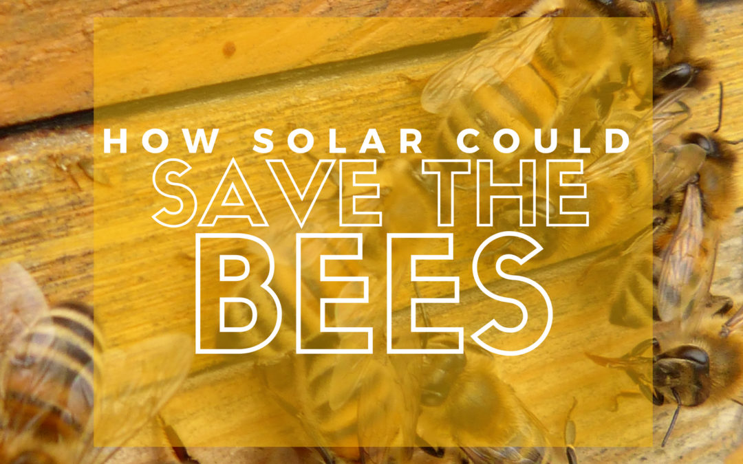How Solar Could Save The Bees