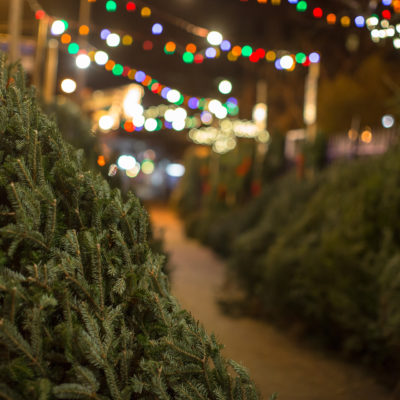 Christmas Tree Farm